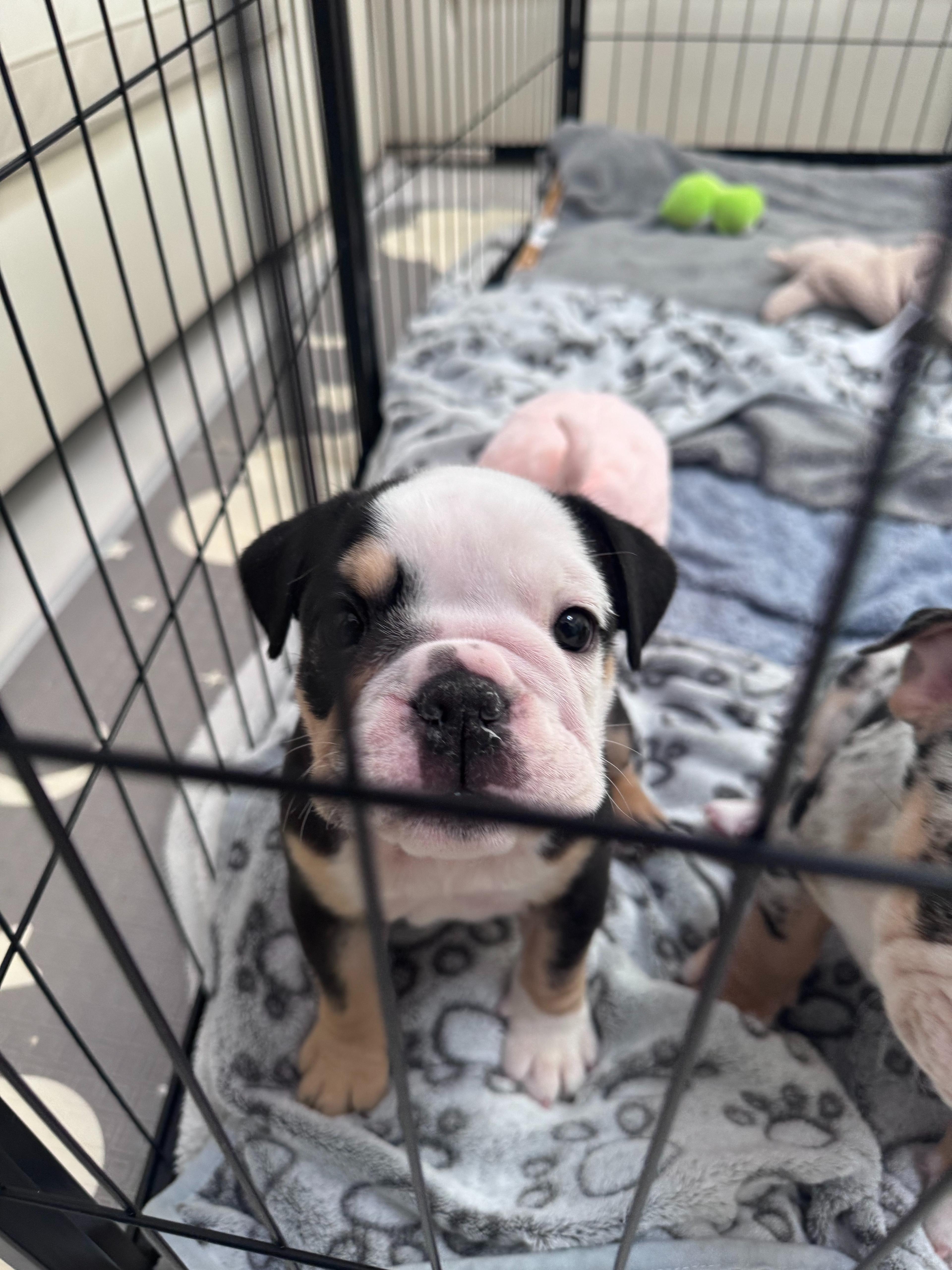 Luna - English Bulldog puppy for sale