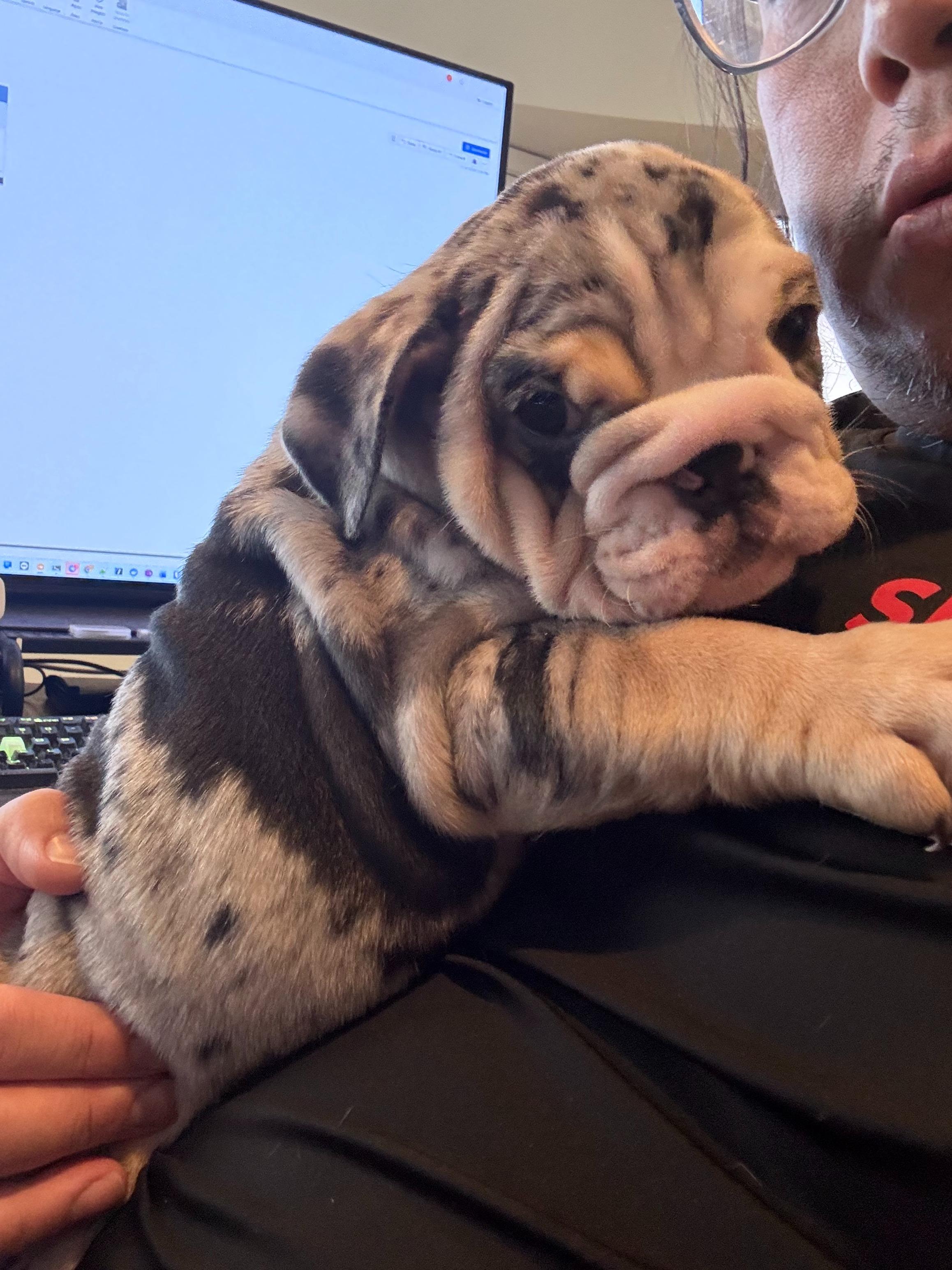 Bruno - sold